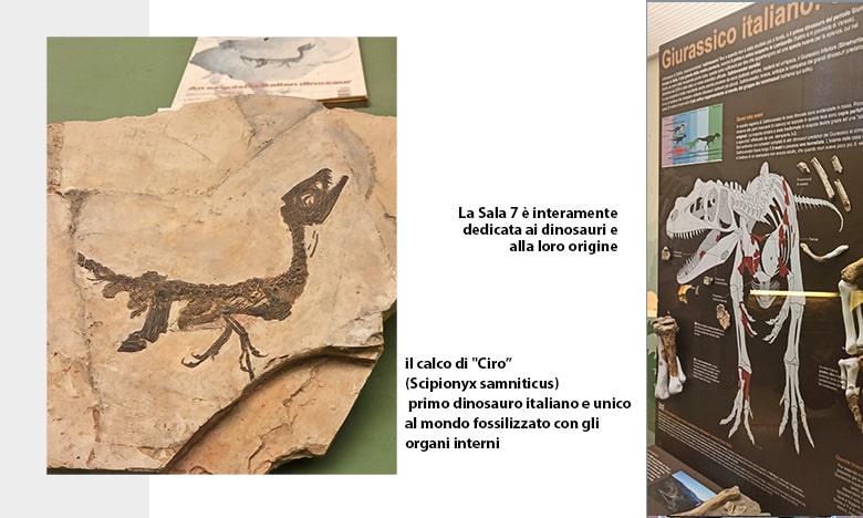 ciro il primo dinosauro italiano