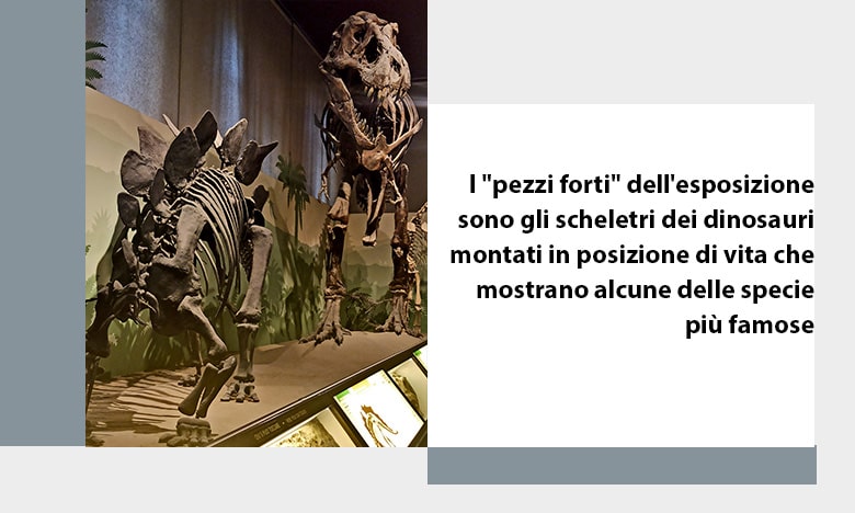 scheletri di dinosauro al museo si storia naturale di Milano
